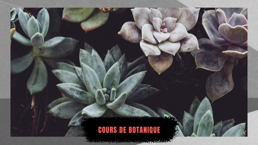cours de botanique