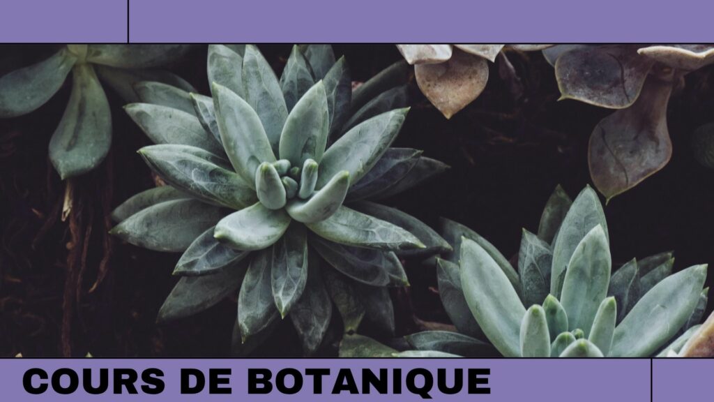 Cours de botanique